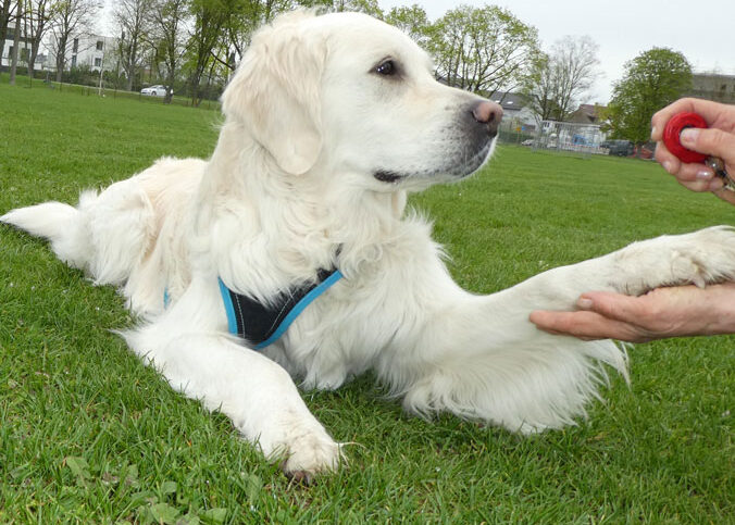 Clickertraining Hund Übungen für Anfänger Mia gibt Pfötchen