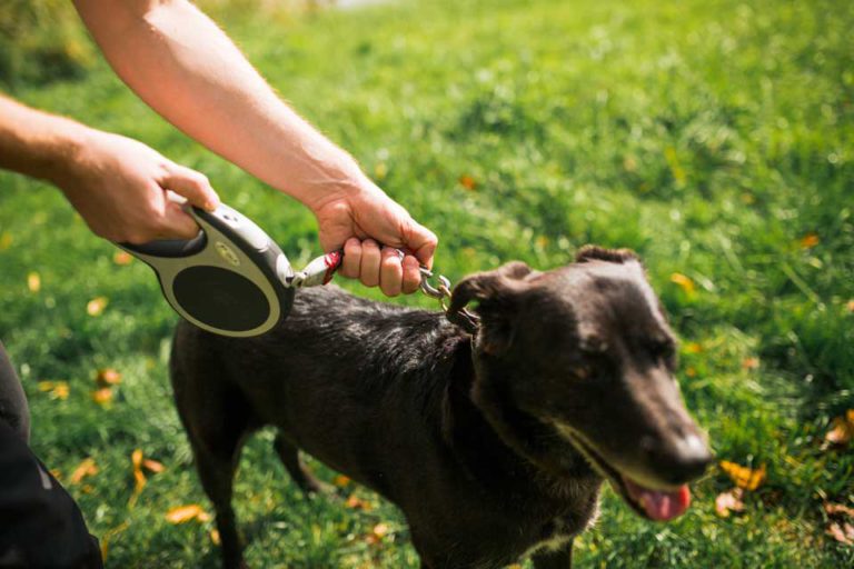 Hund zieht an der Leine abgewöhnen Online Hundeschule Erfahrungen