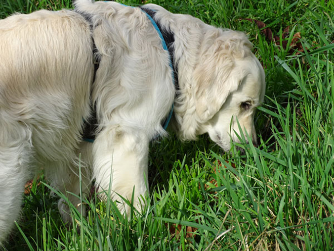 Zeckenhalsband für Hunde ohne Chemie